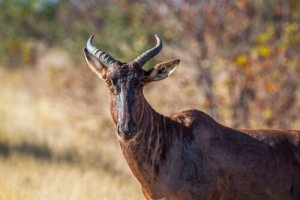 Habitat e características do mezanze