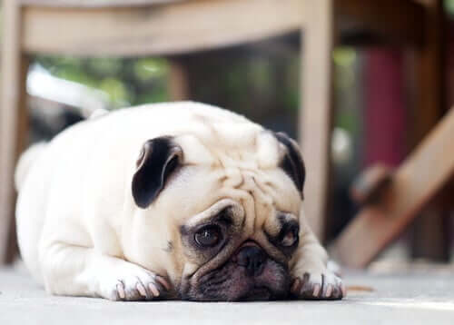 Cães e o sentimento de culpa