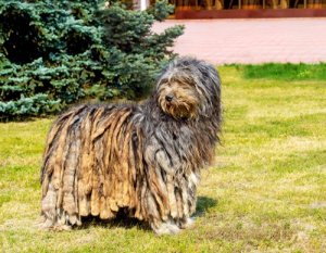 Pastor bergamasco: um cachorro que conduz e cuida de rebanhos