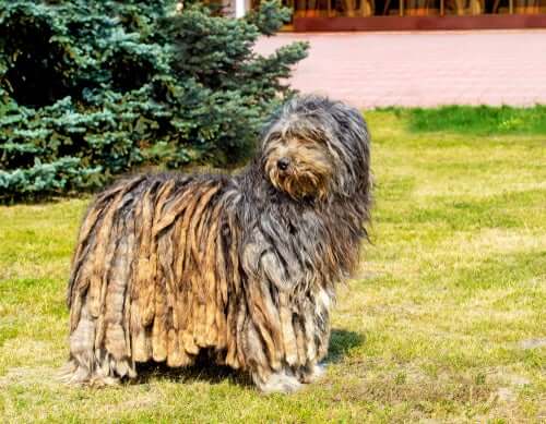 Pastor bergamasco: um cachorro que conduz e cuida de rebanhos