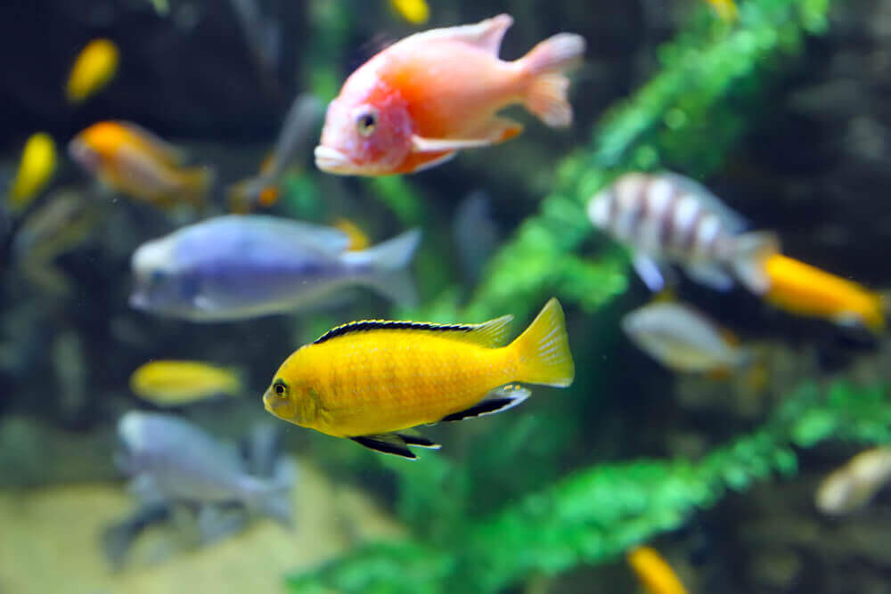 Quanto tempo os peixes de aquário vivem? Meus Animais Quanto tempo os peixes de aquário vivem? Meus Animais