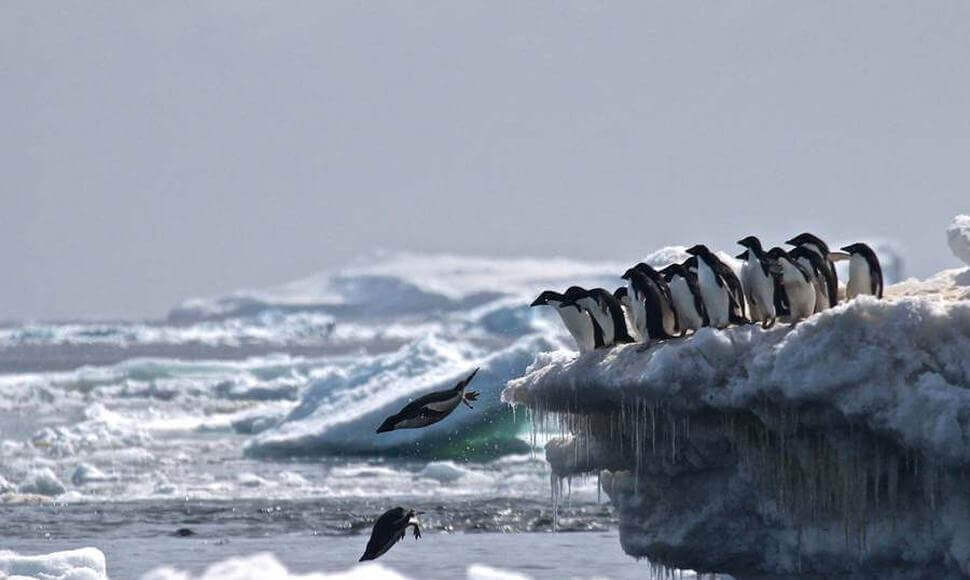 Pinguins mergulhando em águas congeladas