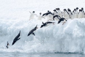 A maratona dos pinguins de Fiordland