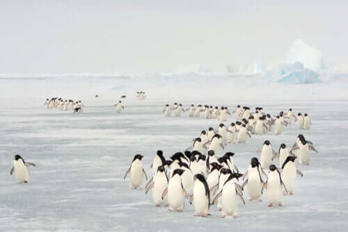 Pinguins correndo risco de extinção