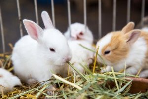 Quais são os vegetais que os coelhos podem comer?
