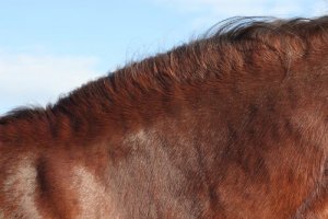 5 dicas para combater os problemas de pele em cavalos