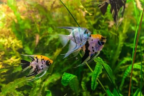 Quanto tempo os peixes de aquário vivem?