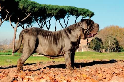 O Mastim napolitano, um ícone dos cães grandes