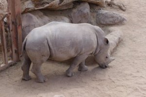 Todos os animais correm o mesmo risco de extinção?