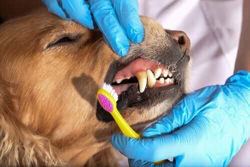 Limpeza dentária em cães