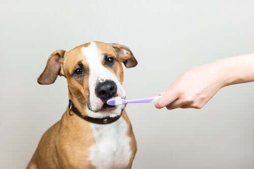 A importância da saúde bucal dos animais de estimação