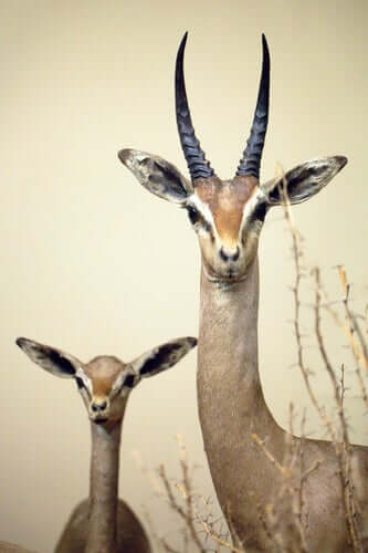 Características da gazela de Clarke