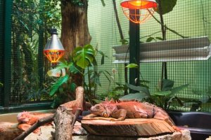 Como escolher o melhor substrato para répteis