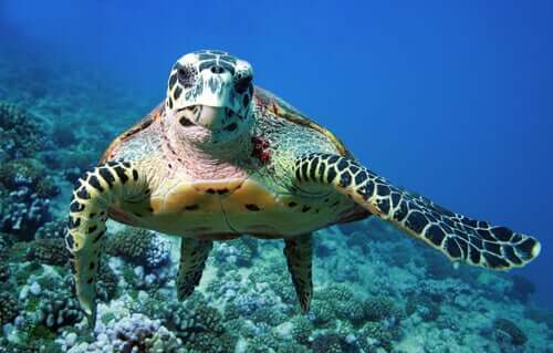 Características das tartarugas marinhas