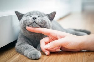 As técnicas quiropráticas mais comuns para gatos