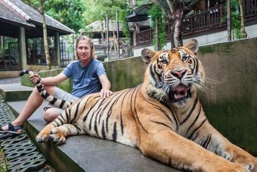 Turista tocando em tigre em santuário falso