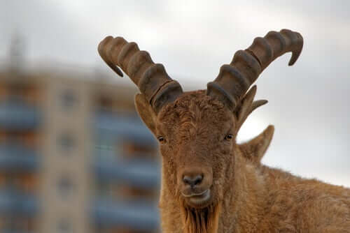 Características do urial