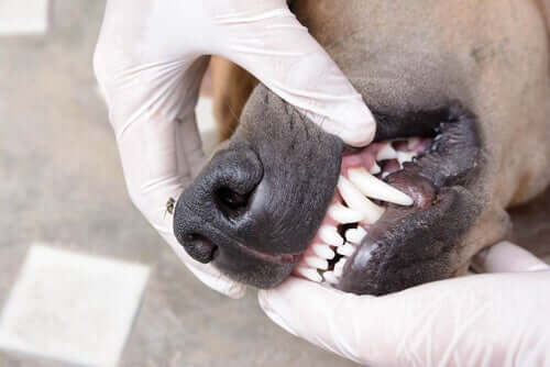 Cuidar dos dentes dos cães