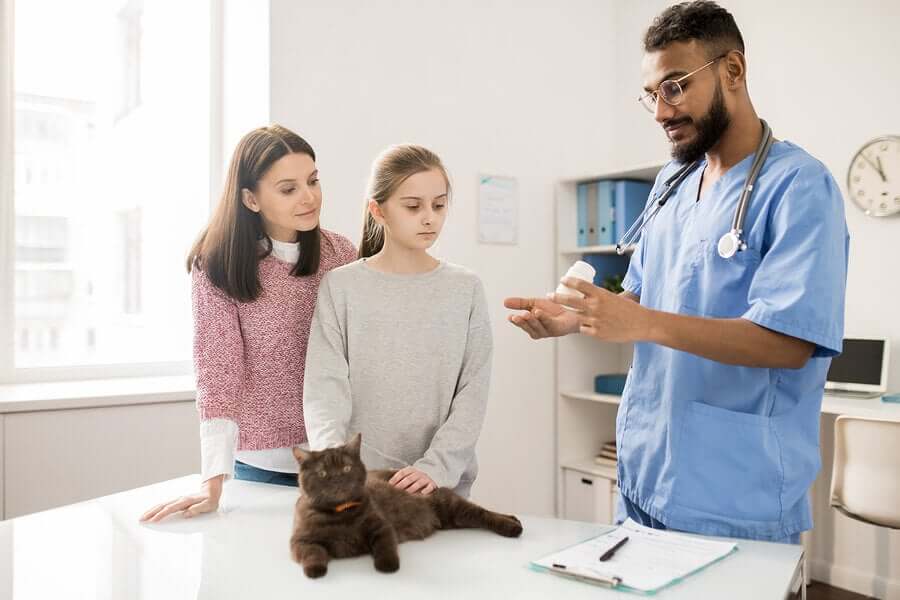 Gato em consulta veterinária