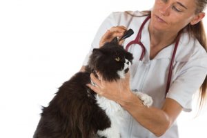 Ácaros nas orelhas dos gatos, um aborrecimento fácil de solucionar