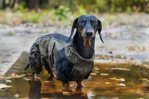 Proteger os cachorros com casacos ou capas de chuva