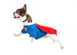 Descubra 6 casos de heróis caninos