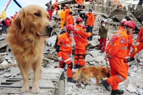 Heróis caninos em operações de resgate