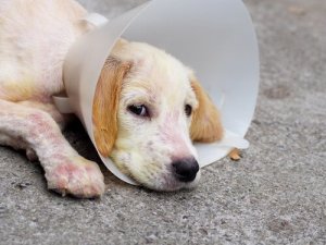 Demodicose canina: sintomas, diagnóstico e tratamento