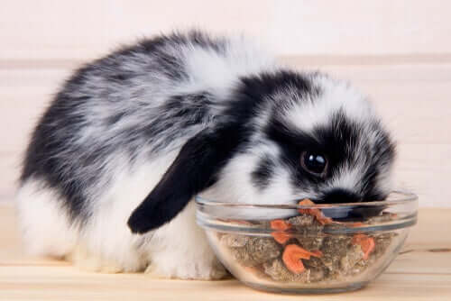 Dieta de um coelho anão adulto