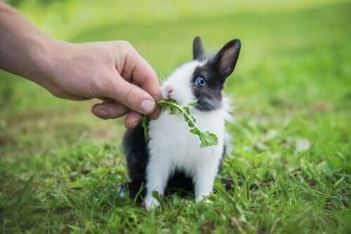 Dieta de um coelho anão filhote