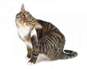 Saiba como proteger o seu gato contra as pulgas