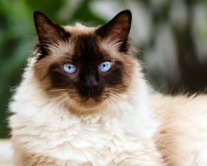 O gato himalaio: entre o persa e o siamês