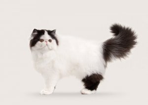 10 raças de gatos de pelo longo