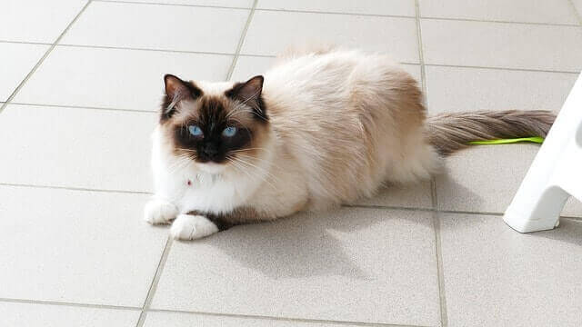 Gato da raça Ragdoll