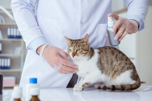 Sprays antiparasitários para gatos