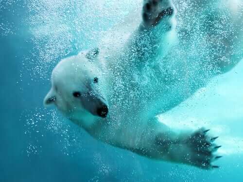 O urso polar é um dos melhores nadadores do reino animal