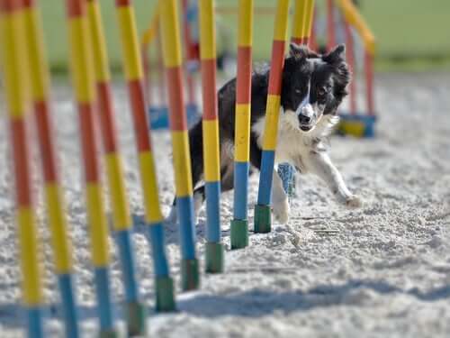 Cachorro praticando agility