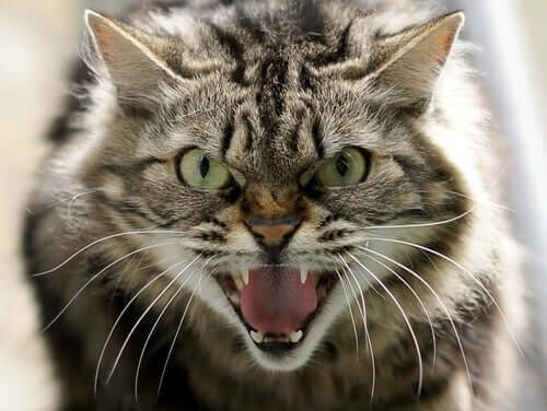 Os diferentes tipos de agressividade em gatos