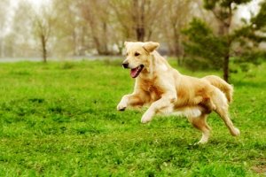 Atividades físicas para animais de estimação