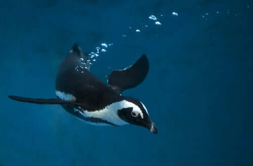 A habilidade para nadar do pinguim