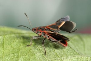 Barbeiro, o transmissor da doença de Chagas