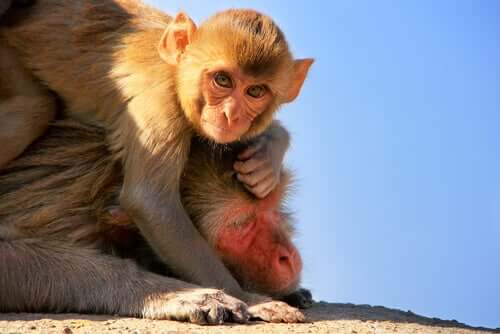 Bebê macaco com sua mãe