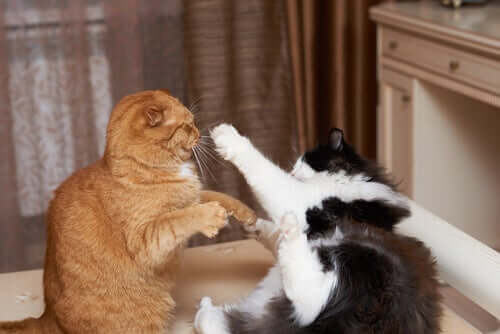 Gatos brigando
