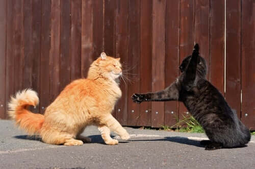Brigas entre gatos