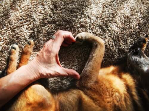 Ter um cachorro melhora a saúde cardiovascular
