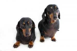 A legalidade dos animais transgênicos