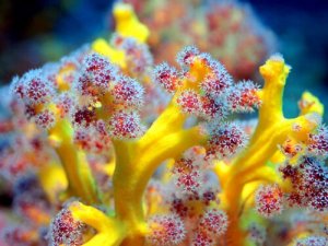 O que são os corais moles?