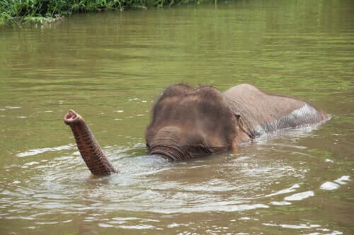 Os elefantes adoram nadar