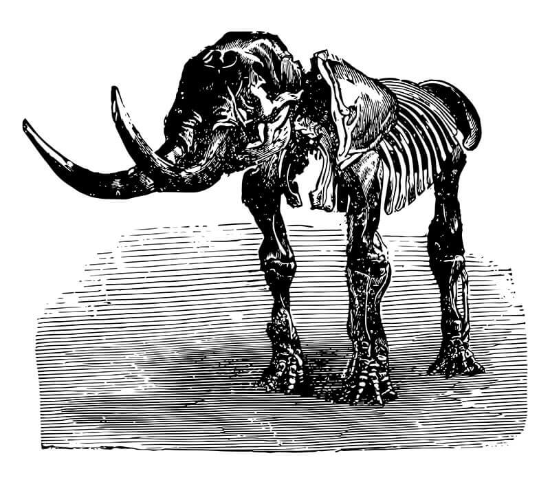 História evolutiva dos mastodontes extintos