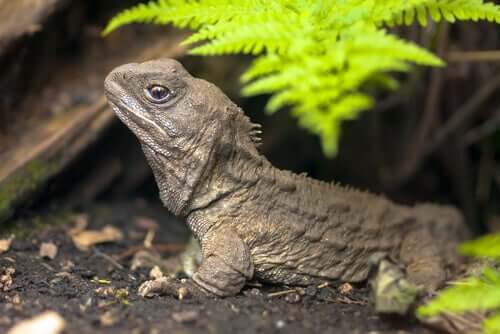 Características da tuatara